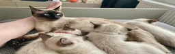 Siamese cats for sale: vocal siamese - Advert 8