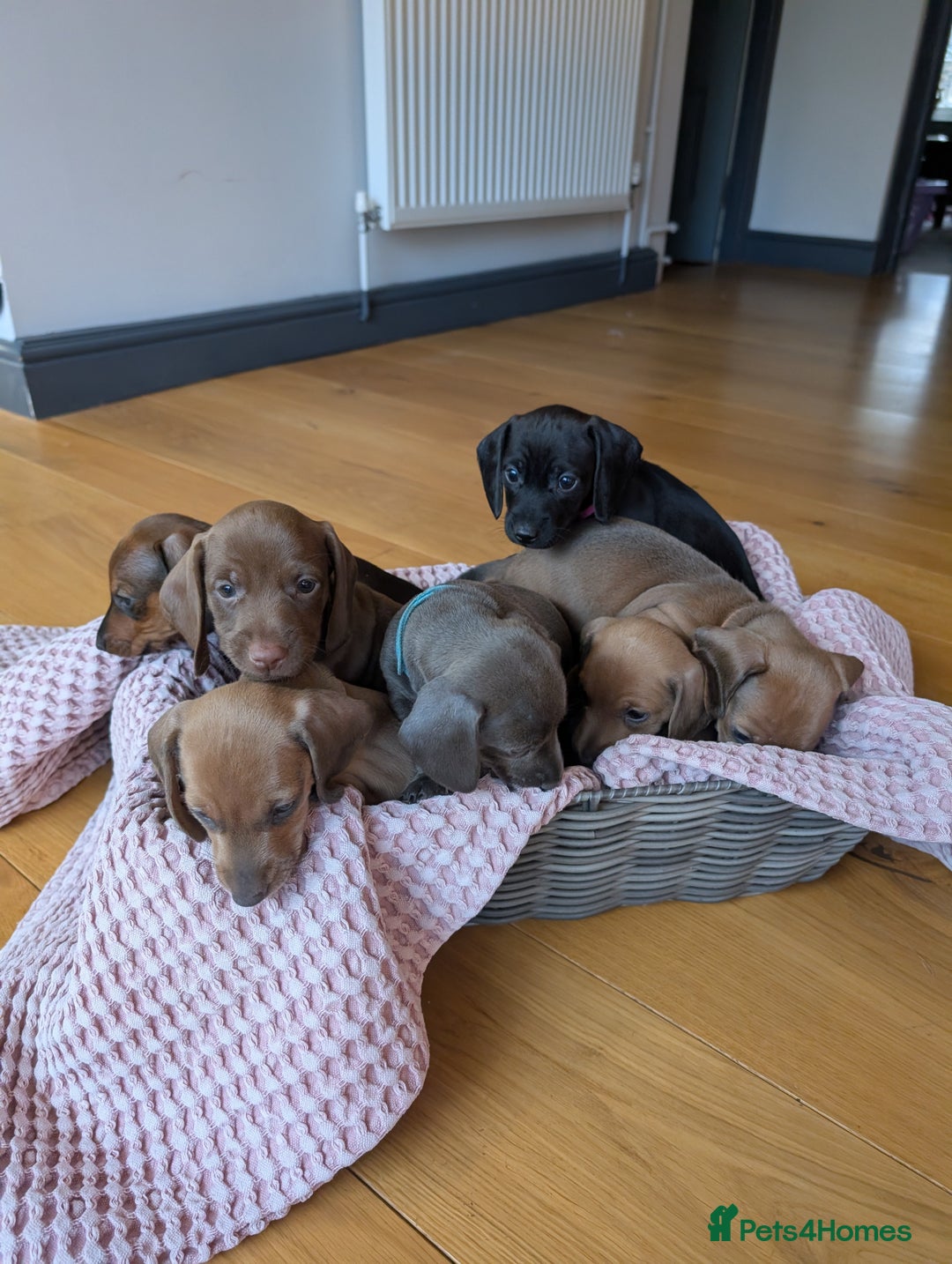 Miniature Dachshund dogs for sale: Beautiful litter of Miniature Dachsunds  - Advert 12