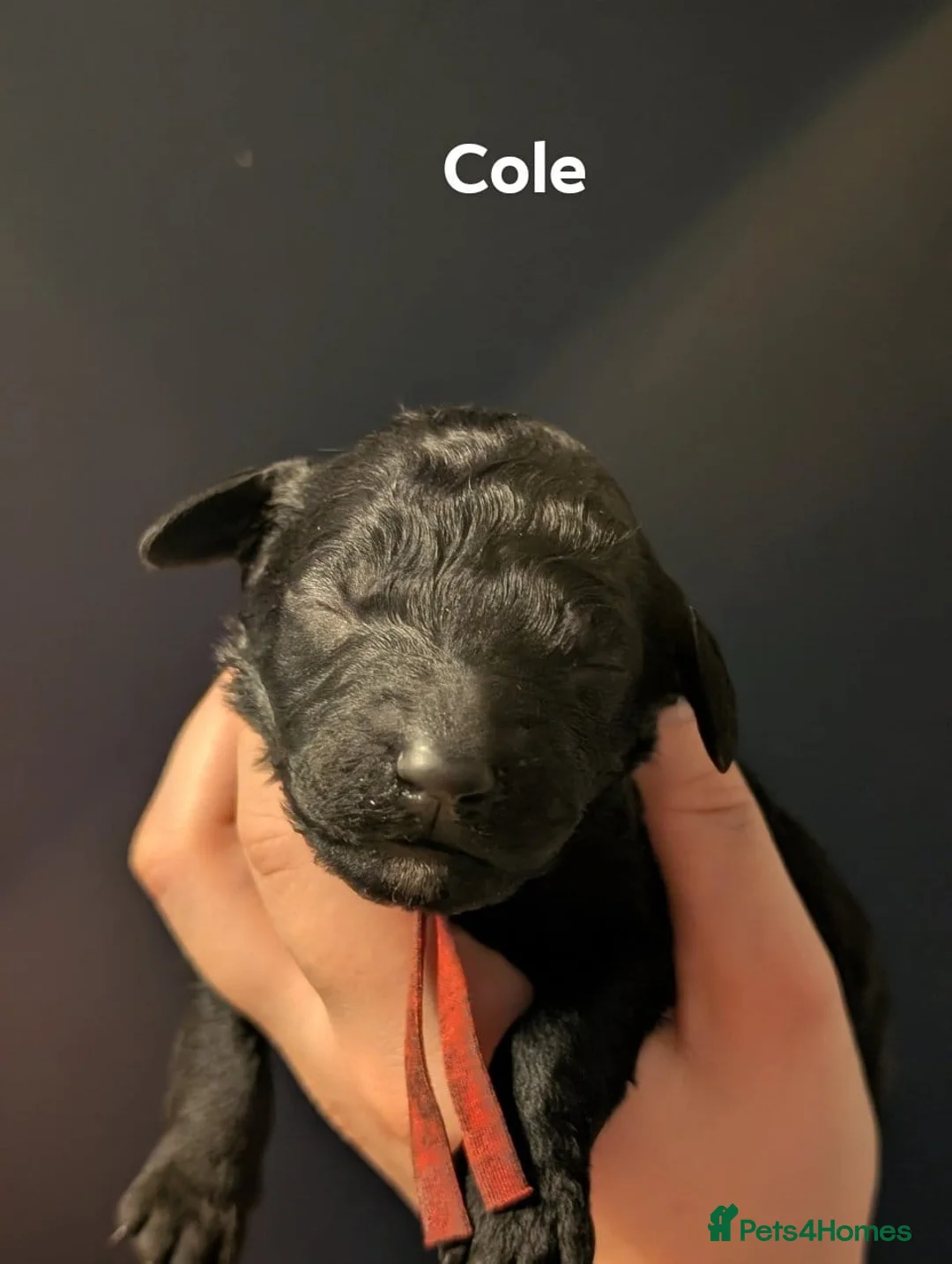 Goldendoodle dogs for sale: Unique goldendoodle puppies  - Advert 15