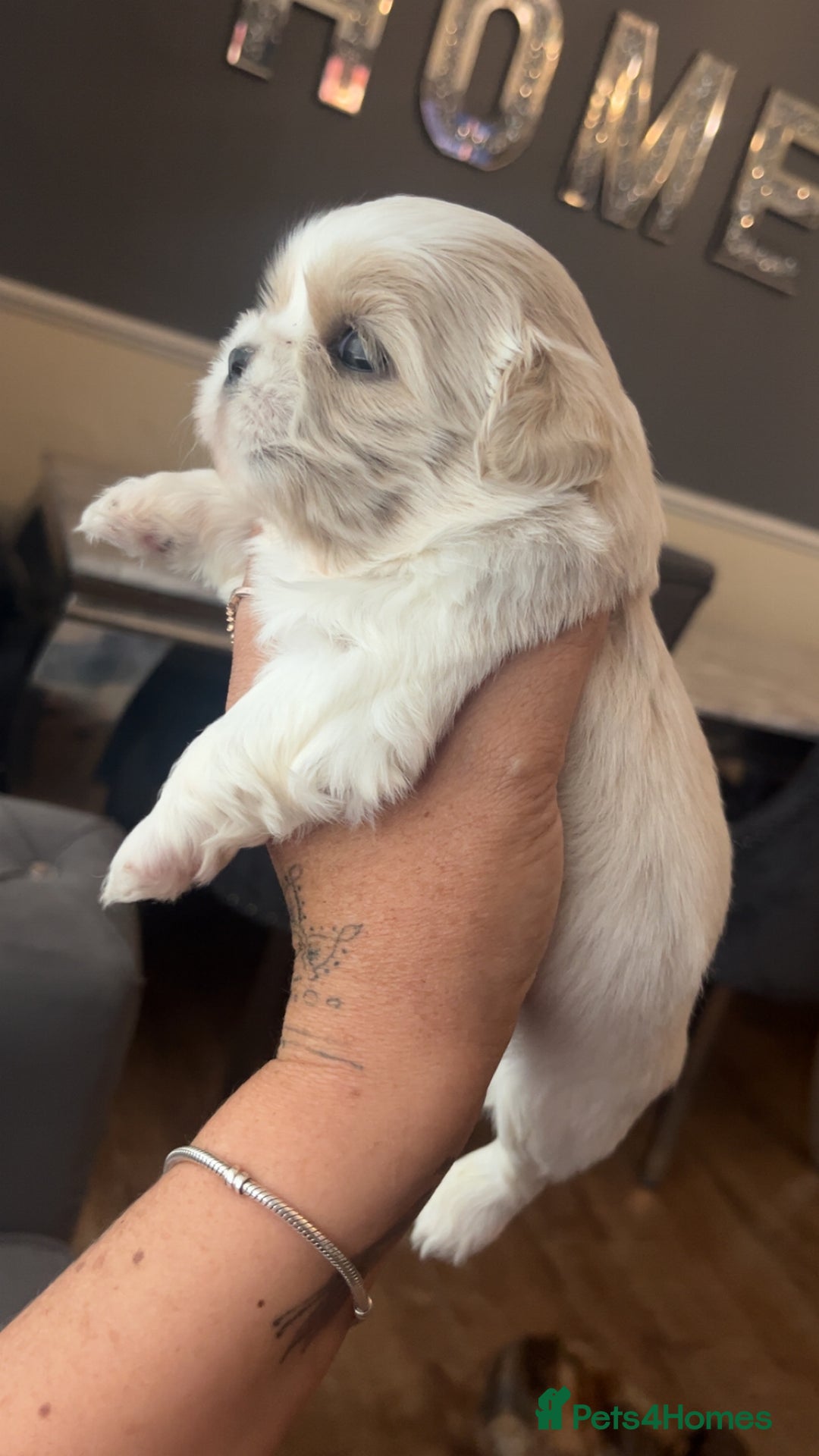 Shih Tzu dogs for sale: Cream and chocolate imperial shih tzu pups - Image 6