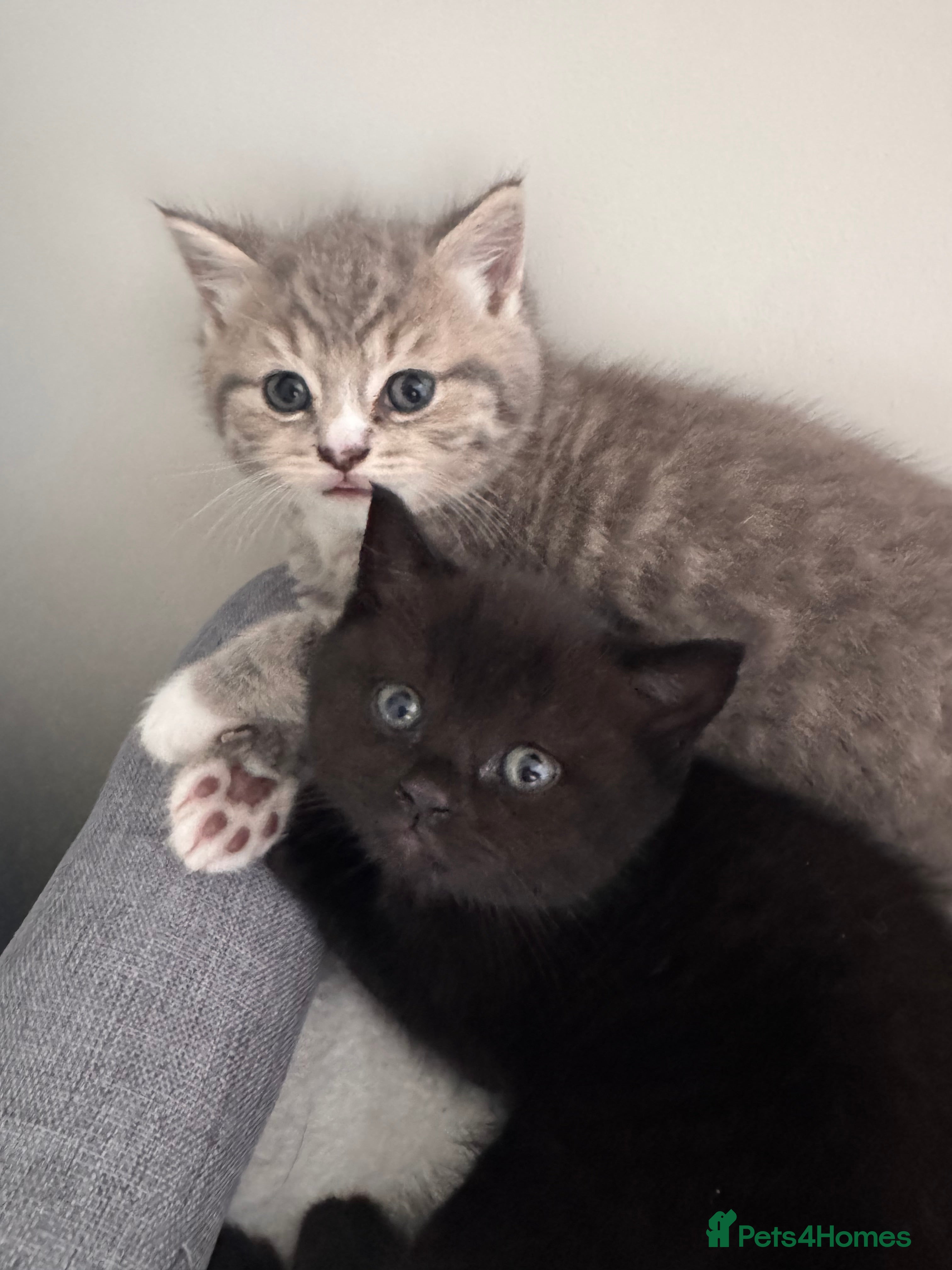 British Shorthair cats Purebred British Shorthair Kittens - Advert 2