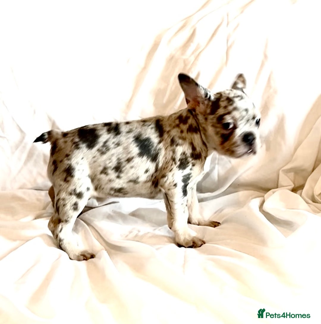 French Bulldog dogs for sale: Stunning fluffy Frenchies ready to leave now  - Advert 7