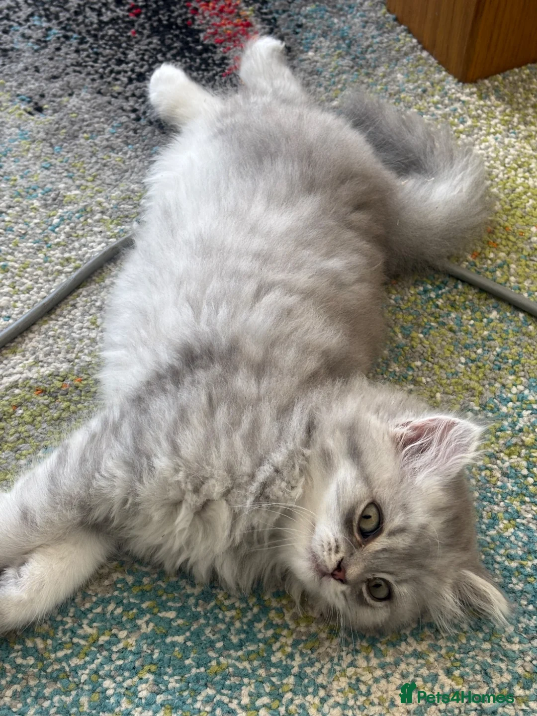 Mixed Breed cats for sale: 4 healthy black and black and kittens  - Advert 15
