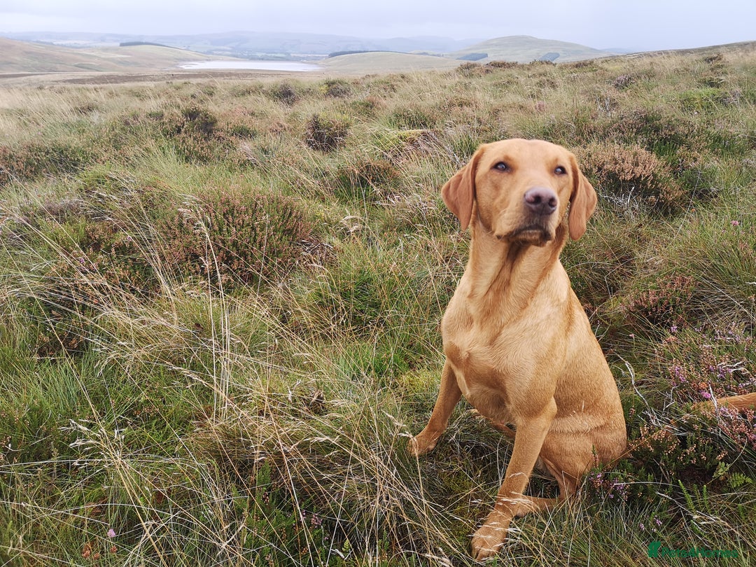 Labrador Retriever dogs for sale: Very well bred Working Style dark Fox Red Puppies - Image 7