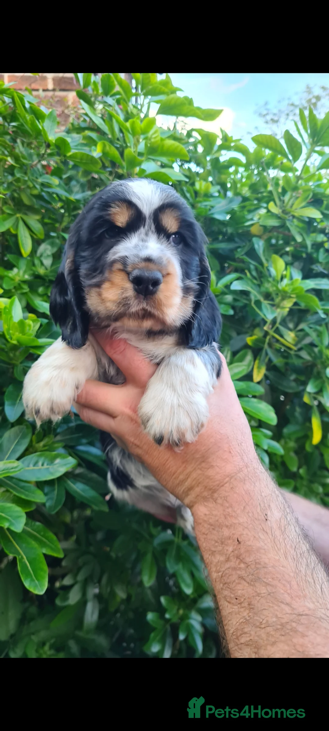Cocker Spaniel dogs for sale: Gorgeous KC reg Show type cockers in Manchester - Advert 16