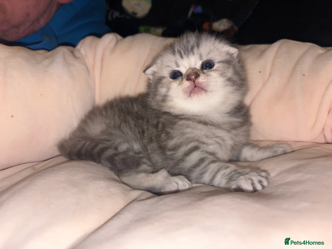 Scottish Fold cats for sale: Absolutely unreal Scottish fold x BSH litter!  - Advert 8