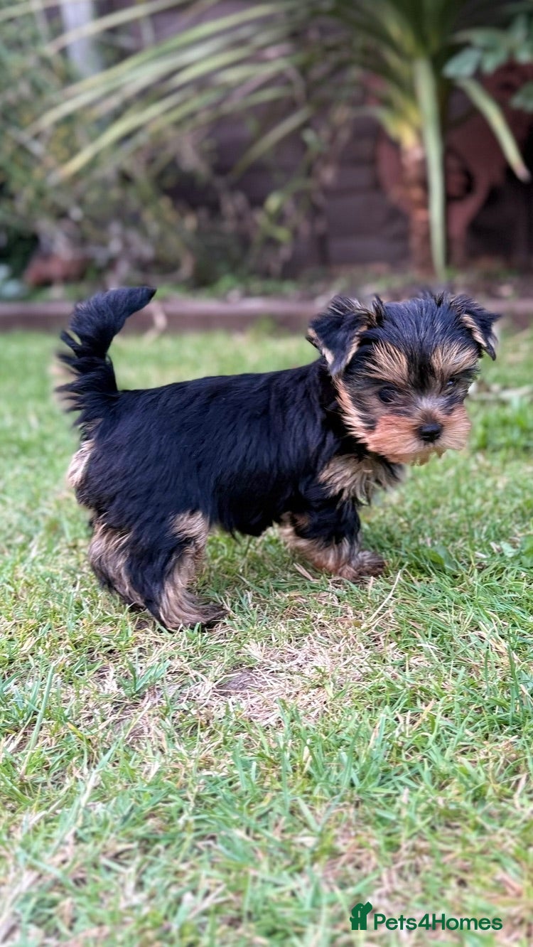 Yorkshire Terrier dogs Kc registered Yorkshire terrier puppies - Advert 2