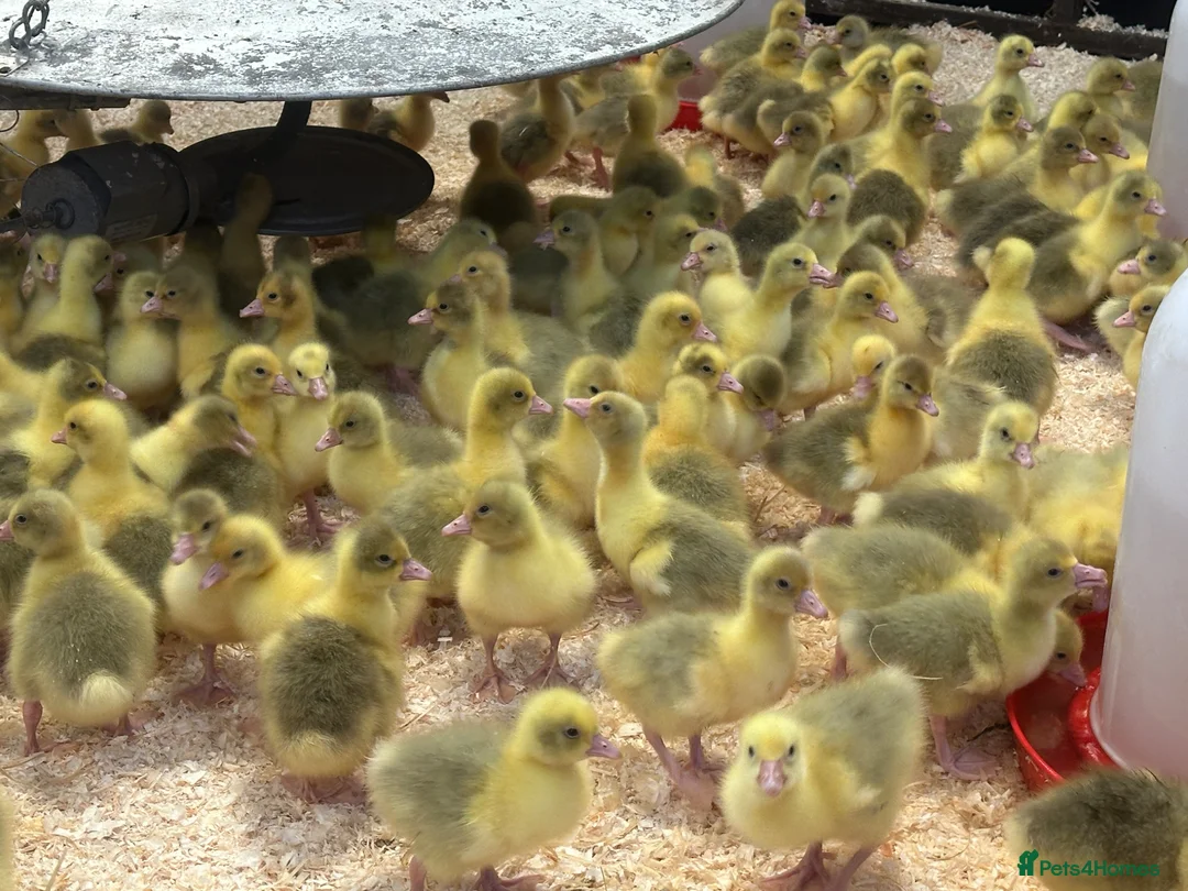 Geese poultry for sale: Day Old Goslings  - Advert 2