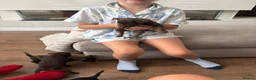 Mixed Breed dogs for sale: Chihuahua x patterdale - Advert 16