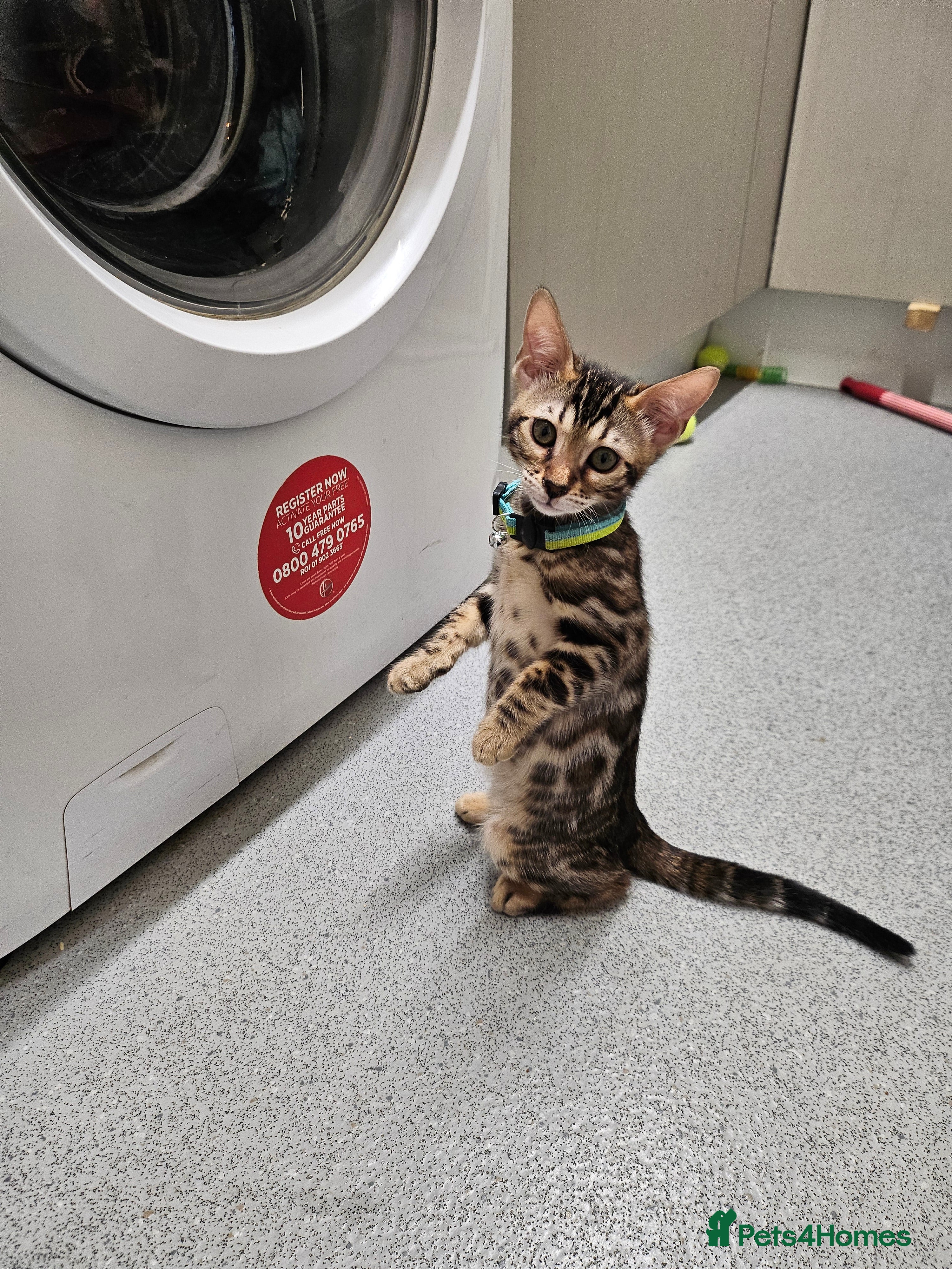 Bengal cats  Bengal Kittens Tica Registered - Advert 9