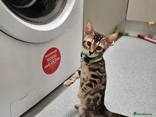 Bengal cats Bengal Kittens Tica Registered - Advert 12