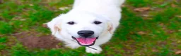 Golden Retriever dogs for sale: Purpose Bred Puppies for Assistance & Family Homes - Advert 9