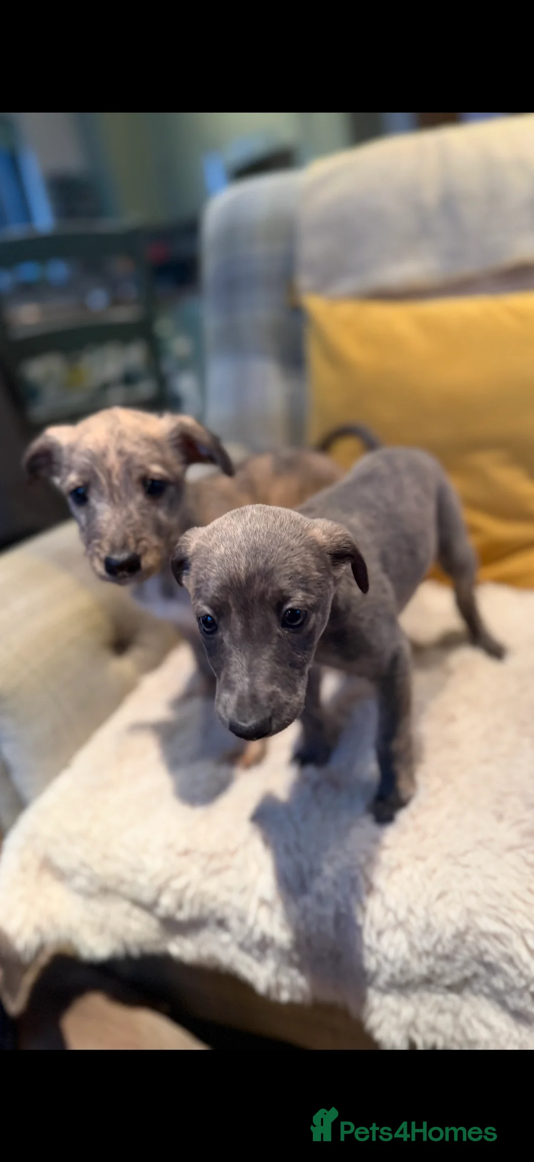 Mixed Breed dogs for sale: Bedlington/Whippet/Lurcher puppies - Advert 5