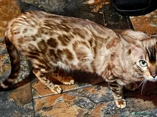 Bengal cats Bengal female. 1 yr old - Advert 1