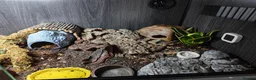Leopard Gecko reptiles for sale: Leopard gecko. Full bio active set up.  - Advert 4