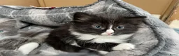 Mixed Breed cats for sale: Kittens in Honiton - Advert 2
