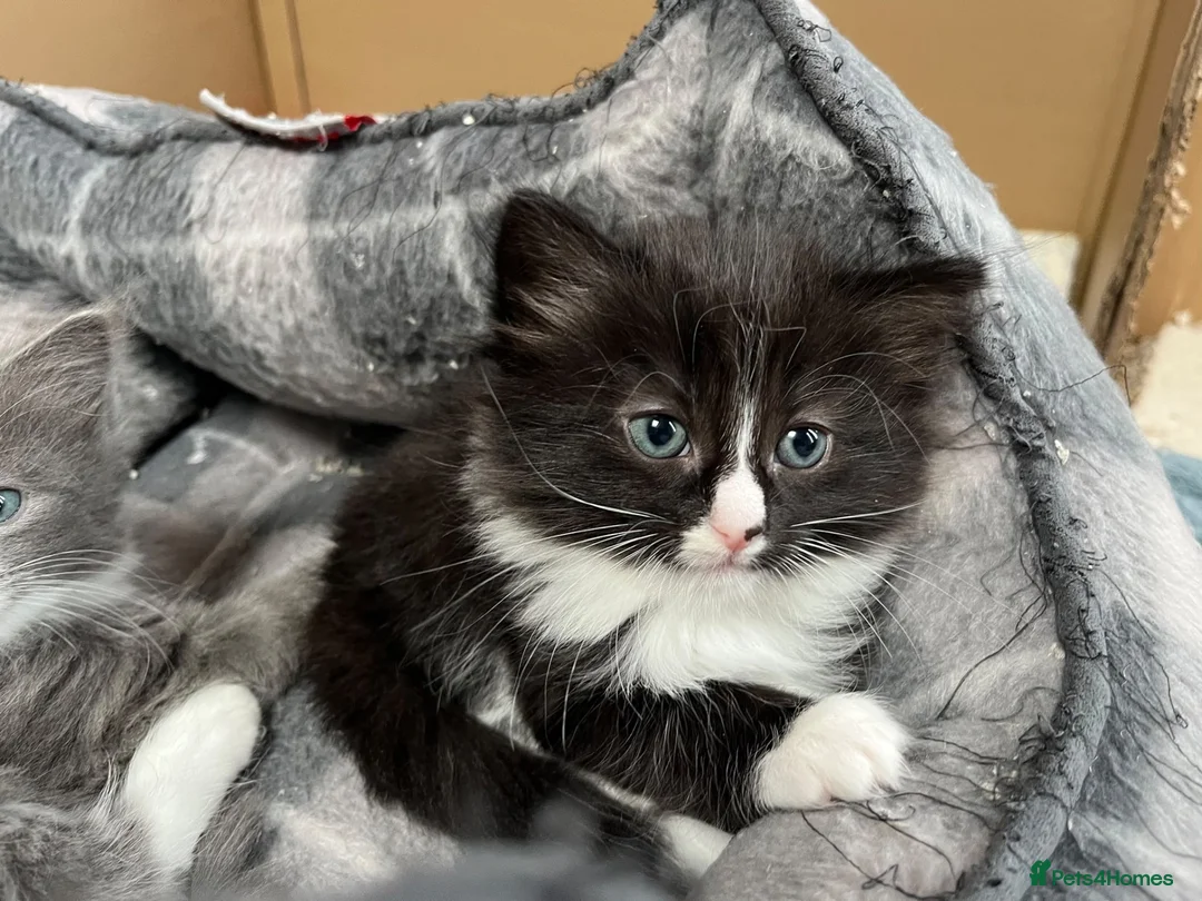 Mixed Breed cats for sale: Kittens in Honiton - Advert 2