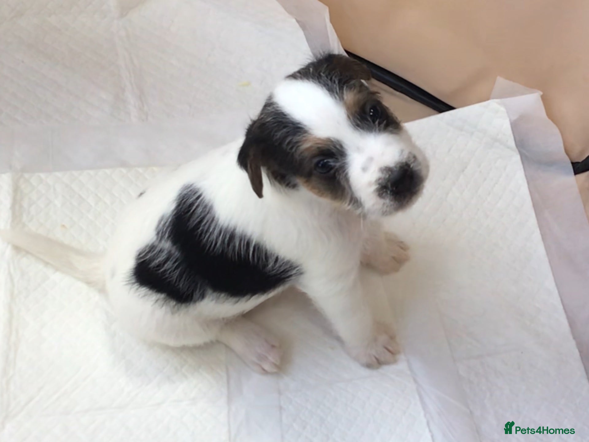 Parson Russell dogs Parson Russell Terriers Pups.CORNWALL - Advert 4