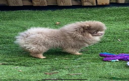 Pomeranian dogs for stud: 💜🧡Lilac & tan KC stud Benji champions in line  in Guildford - Image 12