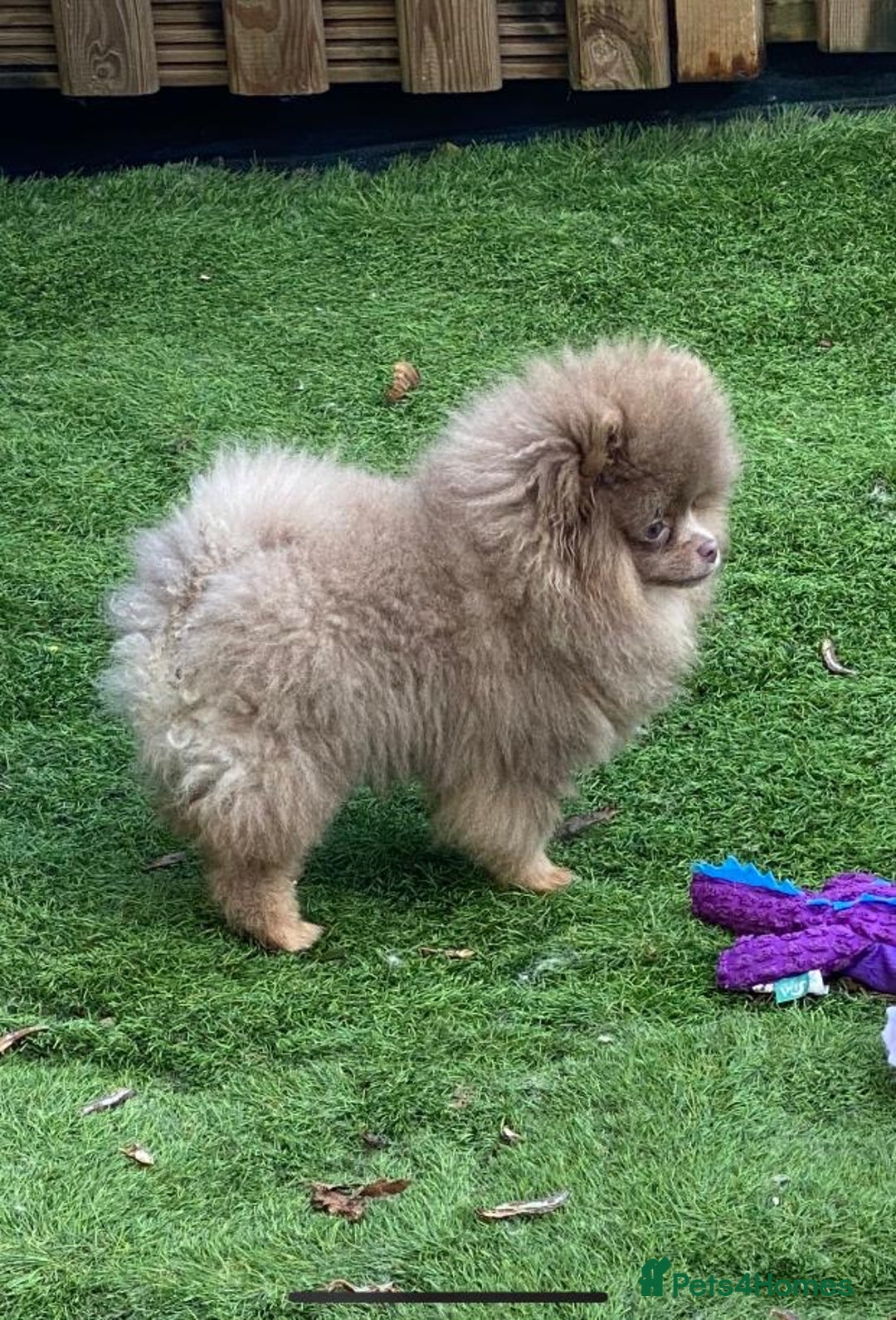 Pomeranian dogs for stud: 💜🧡Lilac & tan KC stud Benji champions in line  in Guildford - Image 12