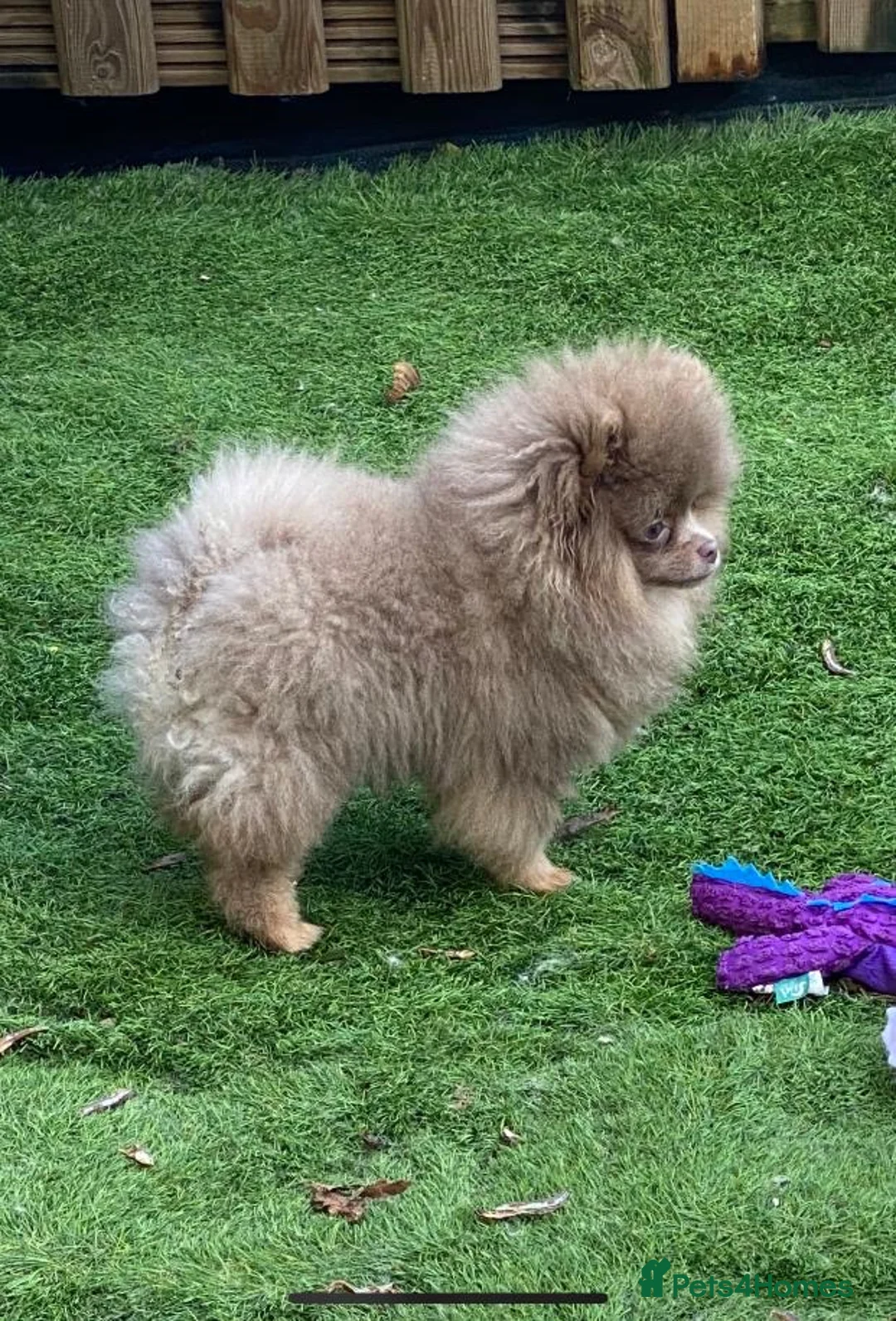Pomeranian dogs for stud: 💜🧡Lilac & tan KC stud Benji champions in line  in Guildford - Advert 12