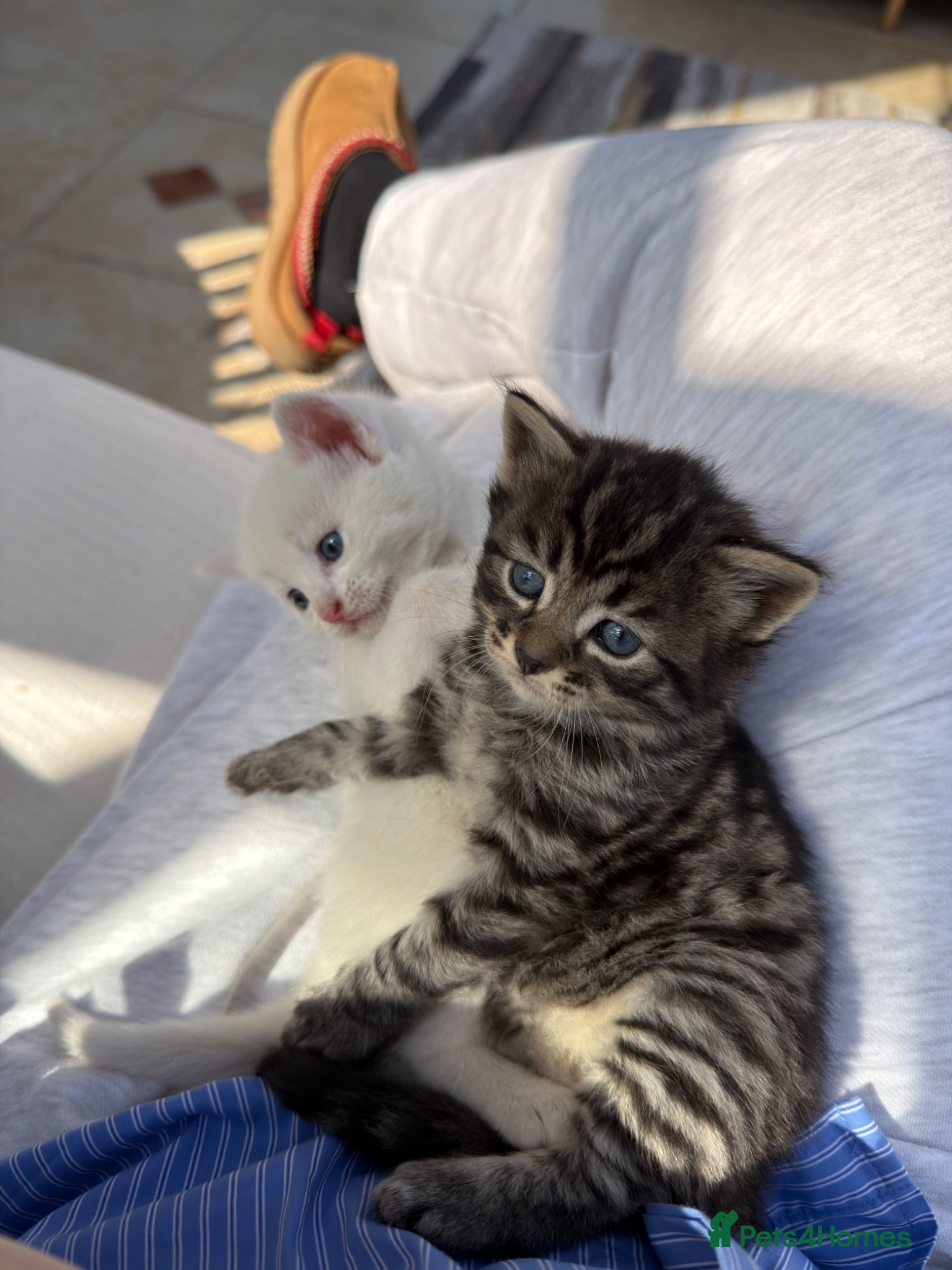 Mixed Breed cats Beautiful long haired male mixed kitten for sale - Advert 7