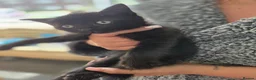 Mixed Breed cats for sale: mixed breed kittens - Advert 4
