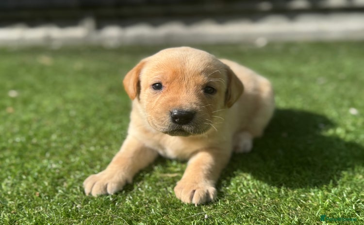 Labrador Retriever dogs - Advert 3