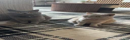 British Shorthair cats for sale: Stunning full breed British shorthaired kittens  - Advert 9