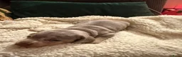 Miniature Dachshund dogs for sale: Beautiful miniature dachshund puppies  in Durham - Advert 8
