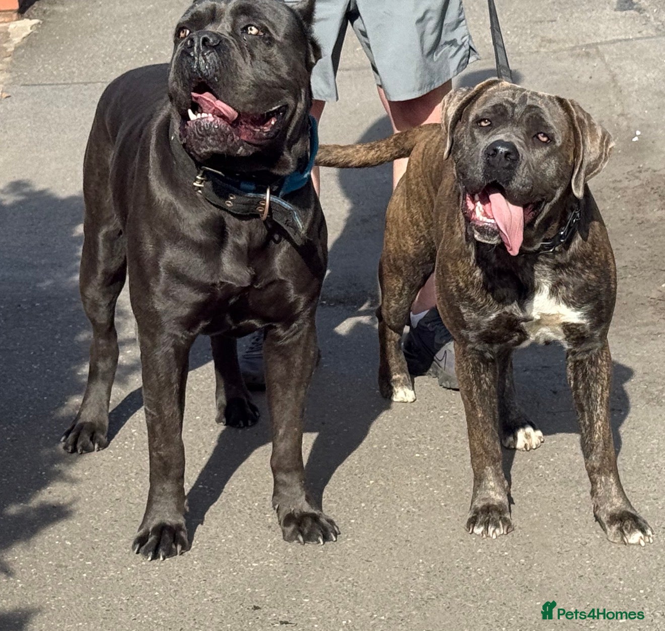 Cane Corso dogs Stunning cane corso 🐶 - Advert 1