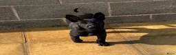 Belgian Shepherd Dog dogs for sale: "READY TO LEAVE" - Advert 9