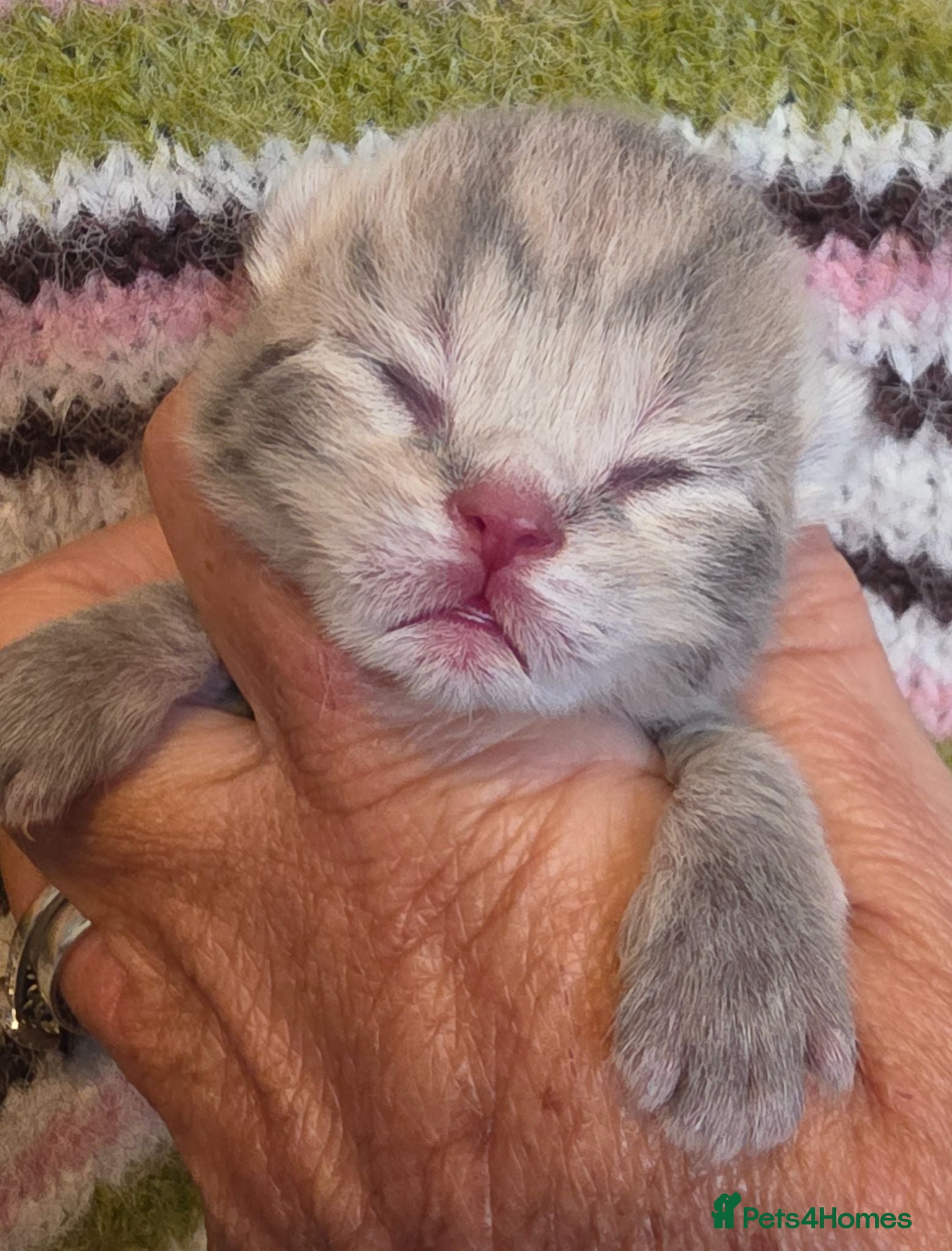 British Shorthair cats GCCF reg british shorthair kittens - Advert 1
