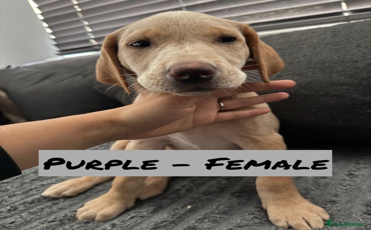 Labrador Retriever dogs - Advert 2