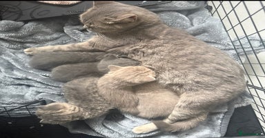 British Shorthair cats Bsh Cute Teddy Bears  - Advert 16