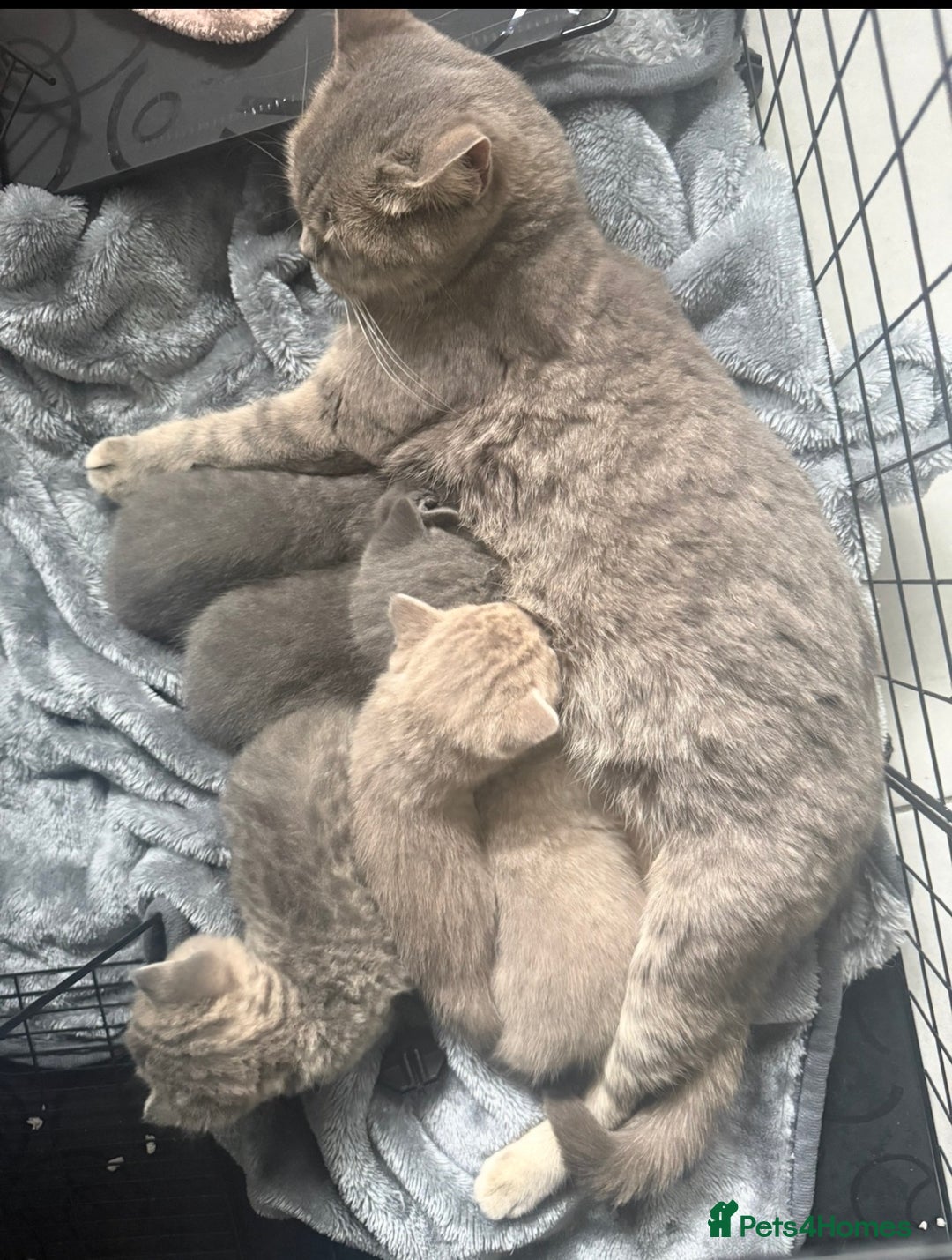 British Shorthair cats for sale: Bsh Cute Teddy Bears  - Advert 4