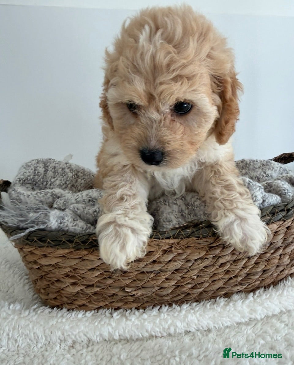 Cavapoochon dogs Beautiful male Toy Cavapoochon  - Advert 12