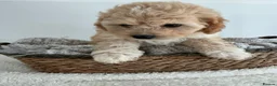 Cavapoochon dogs for sale: Beautiful male Toy Cavapoochon  - Advert 1