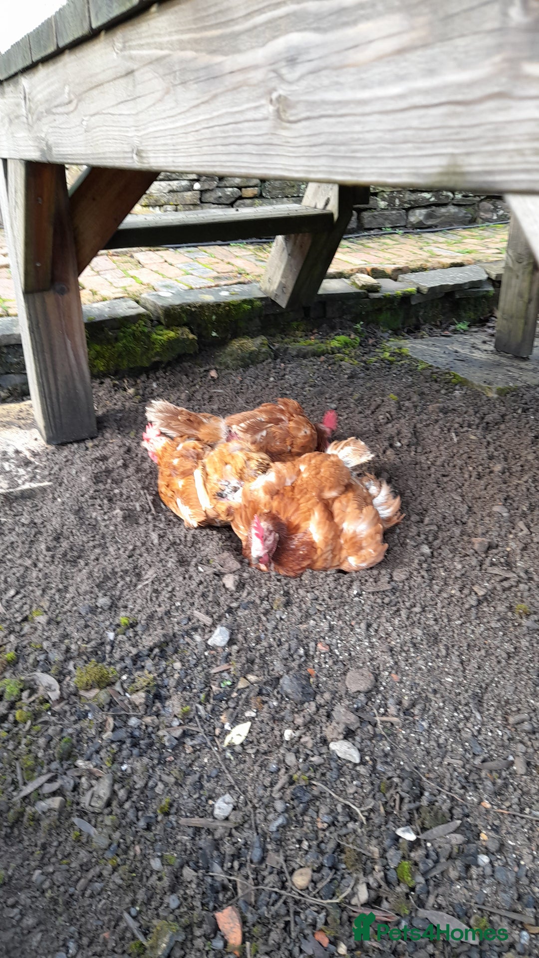 Chickens poultry for sale: FREE 3x Laying Hens - Advert 1