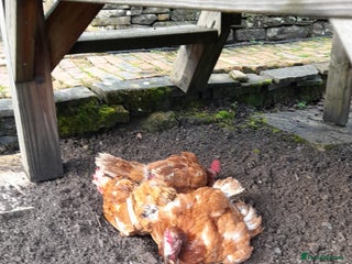 Chickens poultry FREE 3x Laying Hens - Advert 1