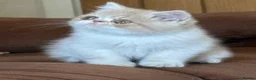 Exotic cats for sale: Beautiful Exotic cream & white female - Advert 14