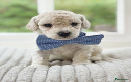 Cavapoochon dogs for sale: Cavapoochon puppies  - Image 17