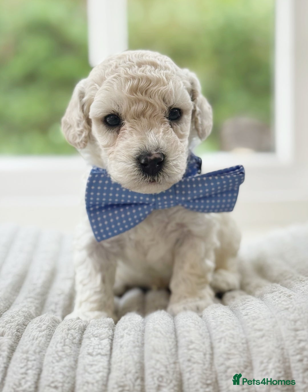 Cavapoochon dogs for sale: Cavapoochon puppies  - Image 17