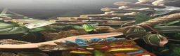 Gecko reptiles for sale: 2 year old Male Crested Gecko with Full Set Up in St. Neots - Advert 14