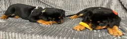 Rottweiler dogs for sale: Rottweiler huge chunky pups ready now 2 girls left - Advert 20