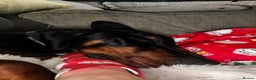Dobermann dogs for sale: Walter - Advert 9