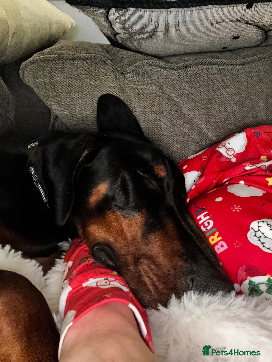 Dobermann dogs for sale: Walter - Advert 9