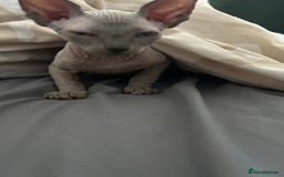 Sphynx cats for sale: Amazing boy. - Image 14