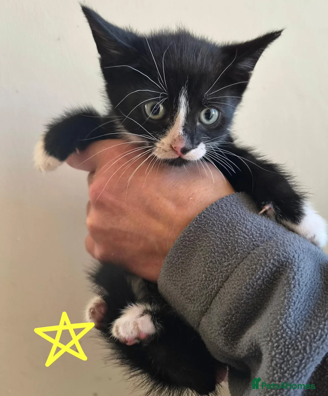 Mixed Breed cats for sale: Black and white house kittens M/F avaliable  - Advert 10