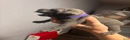 Staffordshire Bull Terrier dogs for sale: Staffordshire terrier pups  - Advert 15